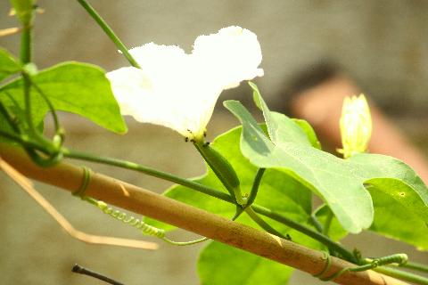 Goan Vegetables - Download Goa Photos